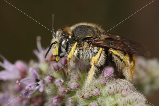 Grote wolbij (Anthidium manicatum)