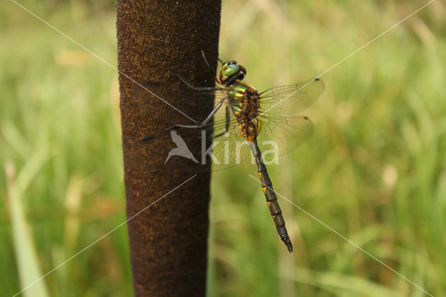 Gevlekte glanslibel (Somatochlora flavomaculata)