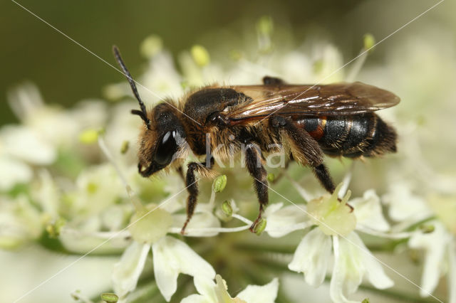 Roodrandzandbij (Andrena rosae)