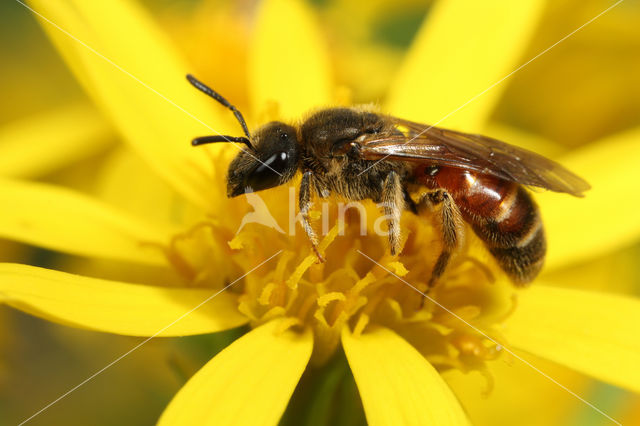 Gewone geurgroefbij (Lasioglossum calceatum)