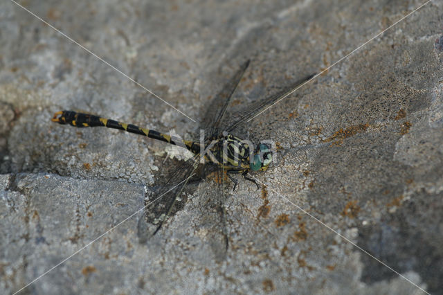 Blue-eyed Hook-tailed Dragonfly (Onychogomphus uncatus)