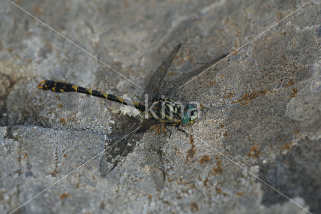 Grote Tanglibel (Onychogomphus uncatus)