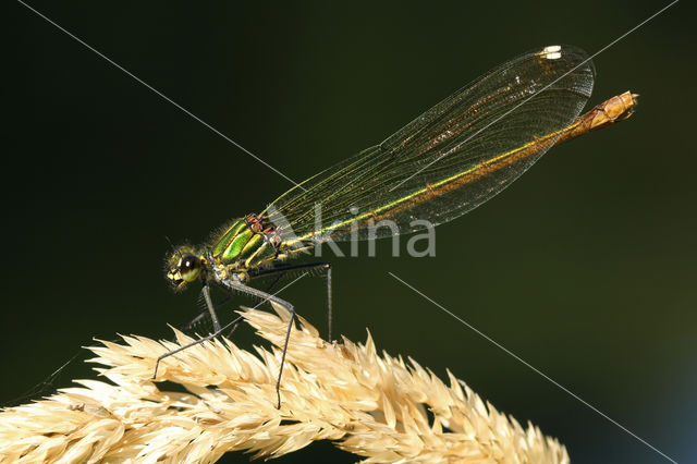 Iberische beekjuffer (Calopteryx xanthostoma)