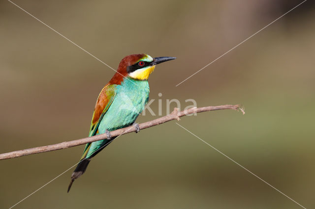 European Bee-eater (Merops apiaster)