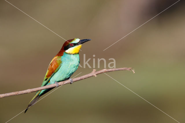 European Bee-eater (Merops apiaster)