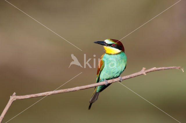 Europese Bijeneter (Merops apiaster)