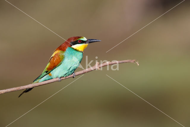 Europese Bijeneter (Merops apiaster)