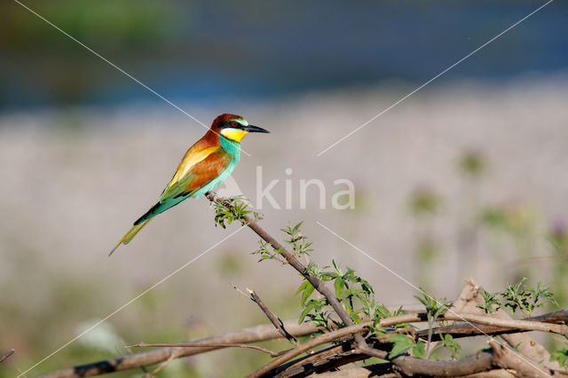 European Bee-eater (Merops apiaster)