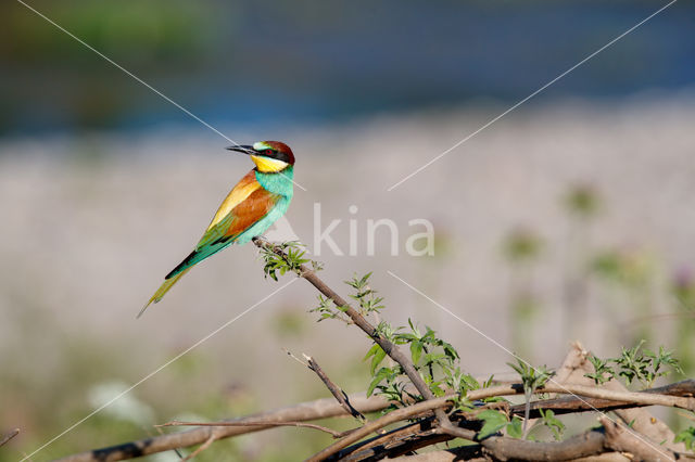 European Bee-eater (Merops apiaster)