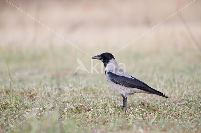 Hooded Crow (Corvus cornix)