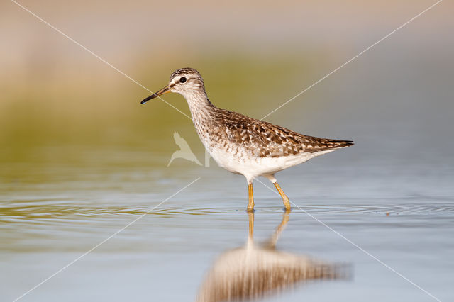 Bosruiter (Tringa glareola)