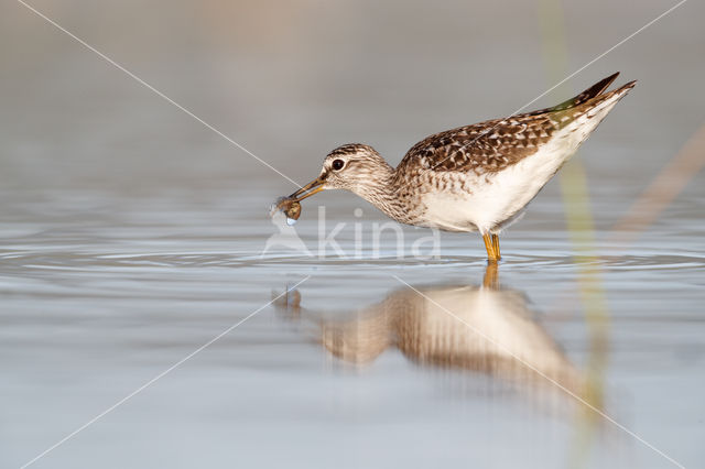 Wood Sandpiper (Tringa glareola)