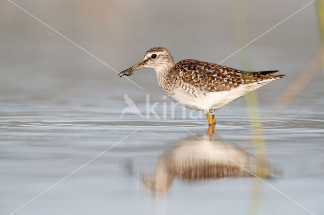 Wood Sandpiper (Tringa glareola)