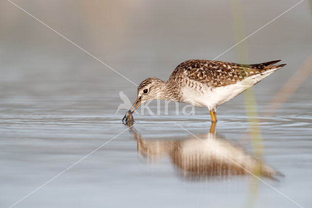 Wood Sandpiper (Tringa glareola)