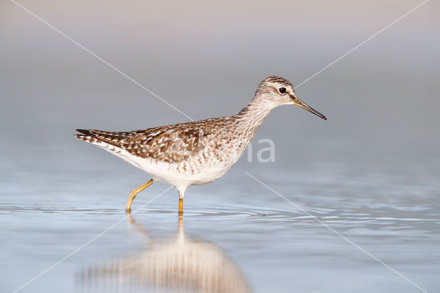 Wood Sandpiper (Tringa glareola)