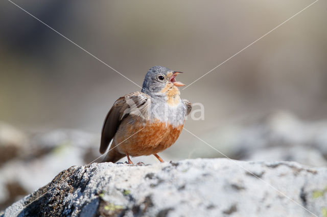 Cretzschmar's bunting (Emberiza caesia)