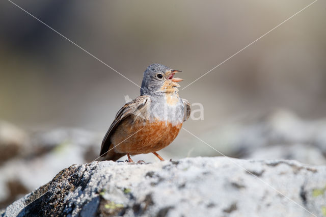 Cretzschmar's bunting (Emberiza caesia)