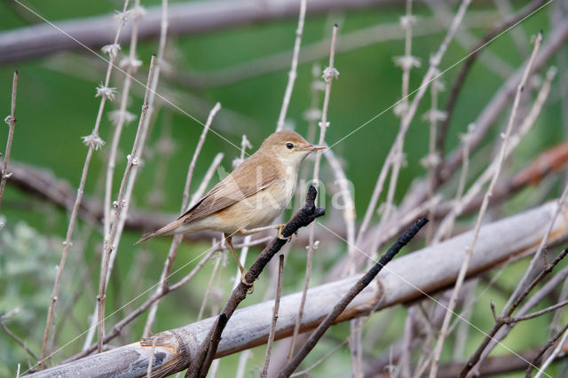 Marsh Warbler (Acrocephalus palustris)