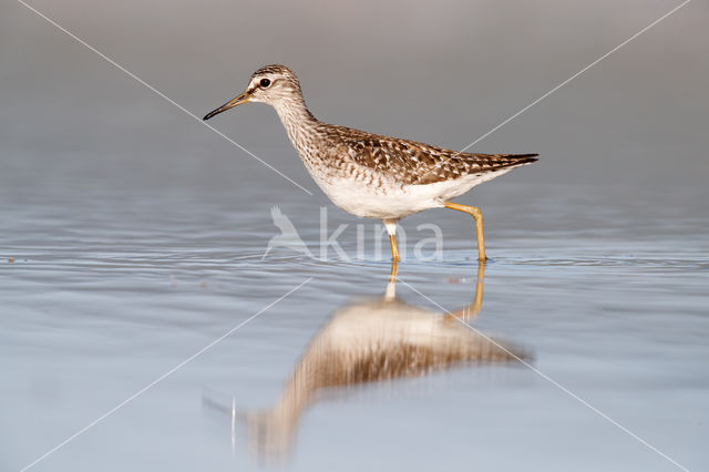 Wood Sandpiper (Tringa glareola)