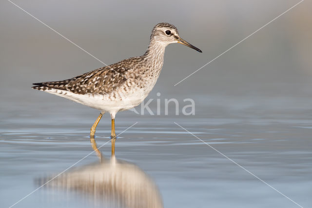 Wood Sandpiper (Tringa glareola)