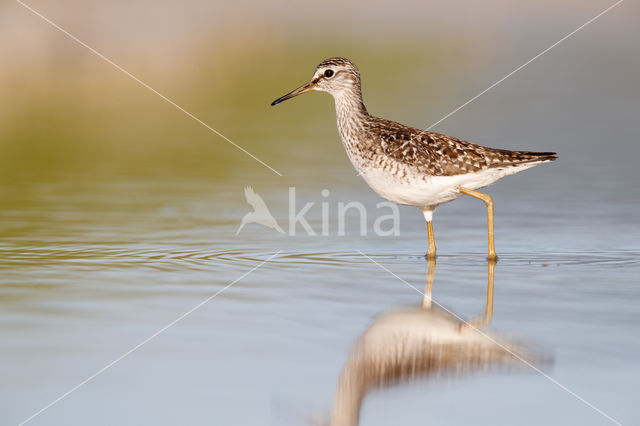 Bosruiter (Tringa glareola)