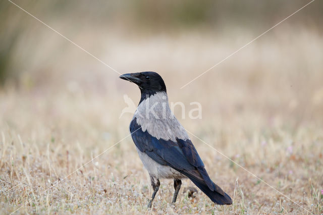 Hooded Crow (Corvus cornix)