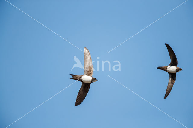 Alpengierzwaluw (Apus melba)