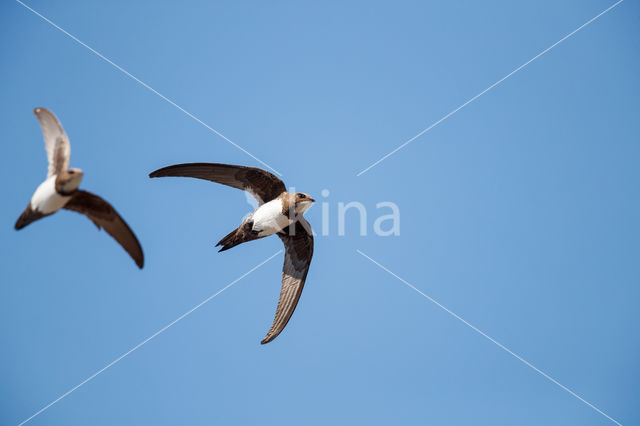 Alpengierzwaluw (Apus melba)