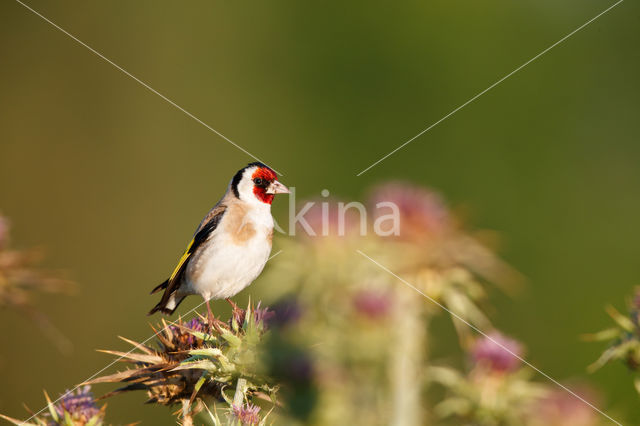 European Goldfinch (Carduelis carduelis)