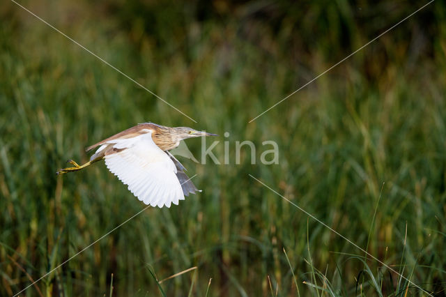 Squacco Heron (Ardeola ralloides)