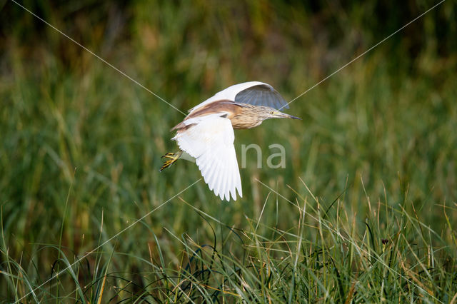 Squacco Heron (Ardeola ralloides)