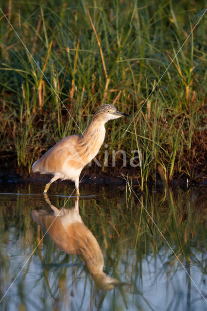 Squacco Heron (Ardeola ralloides)