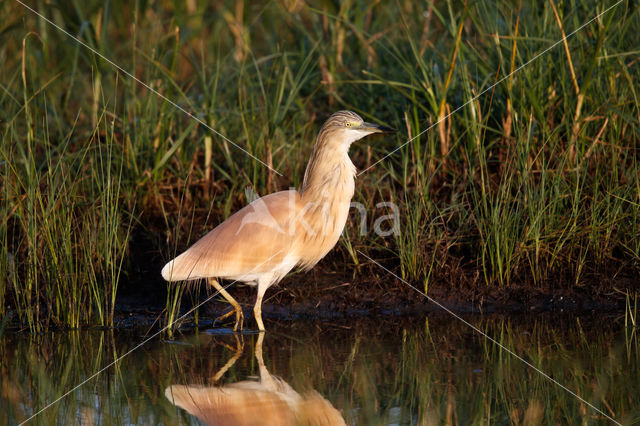 Ralreiger (Ardeola ralloides)