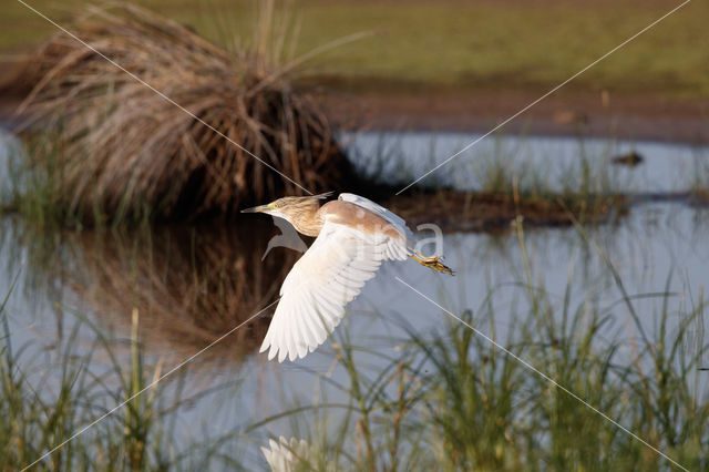 Squacco Heron (Ardeola ralloides)