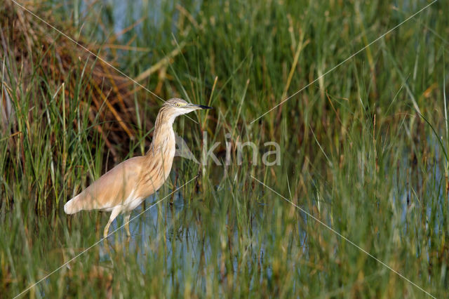 Squacco Heron (Ardeola ralloides)