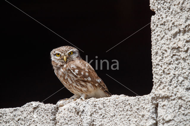 Little Owl (Athene noctua)