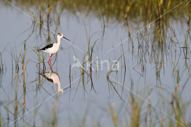 Steltkluut (Himantopus himantopus)