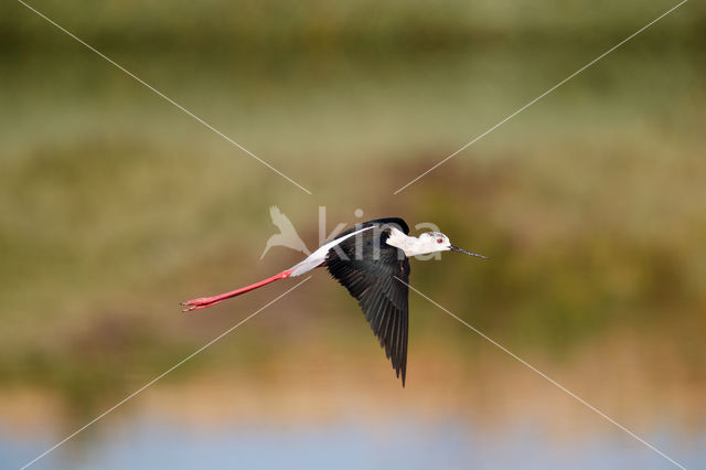 Steltkluut (Himantopus himantopus)