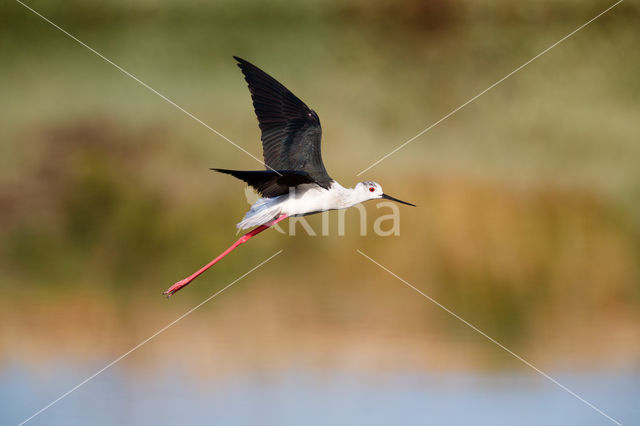 Black-winged Stilt (Himantopus himantopus)