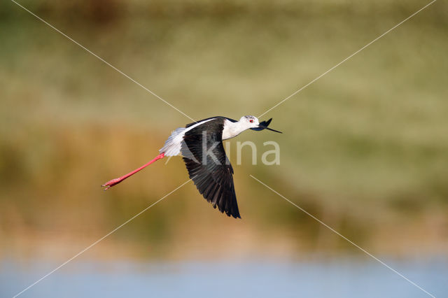 Black-winged Stilt (Himantopus himantopus)