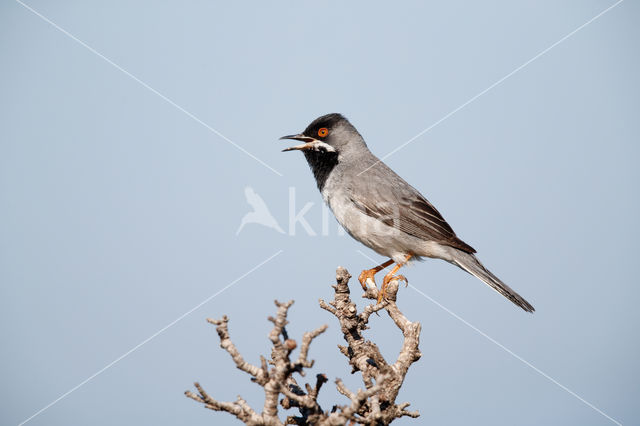 Rueppell's Warbler (Sylvia rueppelli)