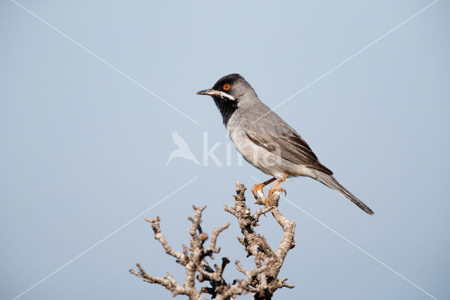 Rueppell's Warbler (Sylvia rueppelli)