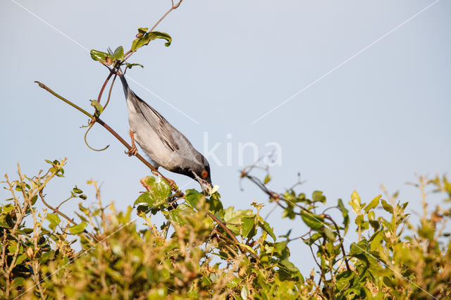 Rueppell's Warbler (Sylvia rueppelli)