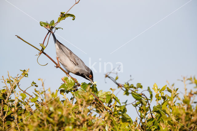 Rueppell's Warbler (Sylvia rueppelli)