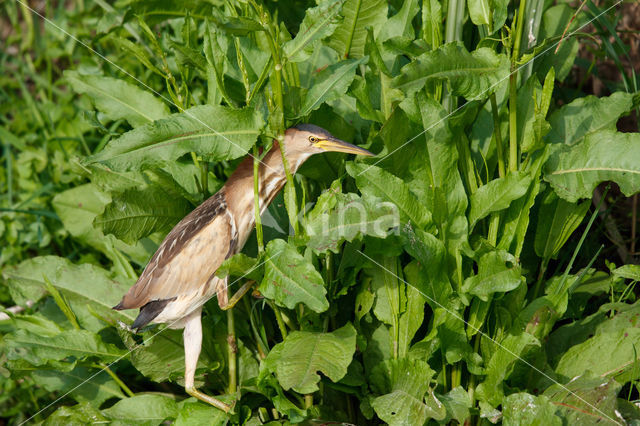 Little Bittern (Ixobrychus minutus)