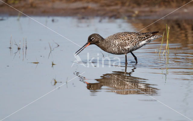 Spotted Redshank (Tringa erythropus)