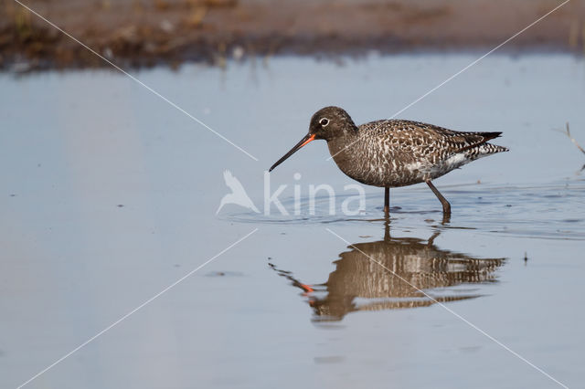 Spotted Redshank (Tringa erythropus)