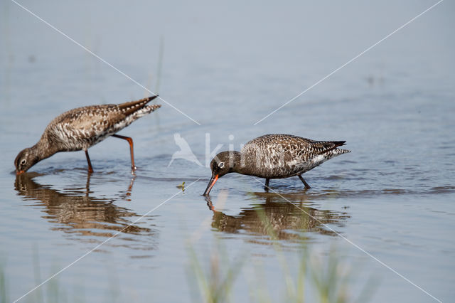 Spotted Redshank (Tringa erythropus)