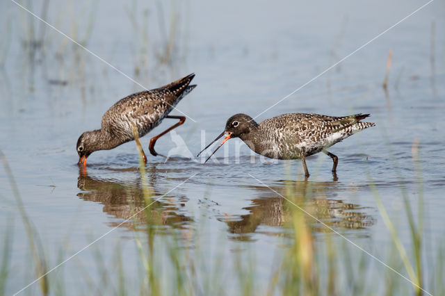 Spotted Redshank (Tringa erythropus)