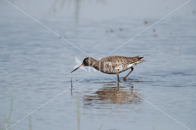 Spotted Redshank (Tringa erythropus)